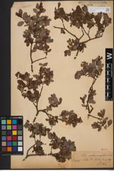 Foto von Salix aurita L. x Salix myrtilloides L.